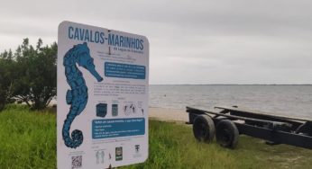Cavalos-marinhos avistados em Iguaba Grande