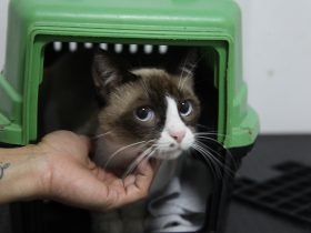 São Gonçalo desativa centro de castração de animais e planeja inauguração de novo local