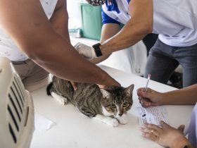 Campanha de vacinação antirrábica e em defesa dos animais começa nesta segunda em Macaé