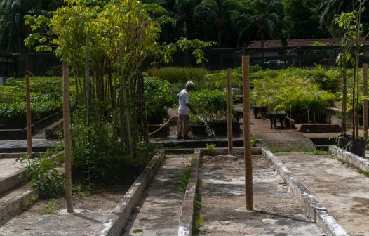 Viveiro na capital produzirá dez mil mudas de árvores urbanas por ano