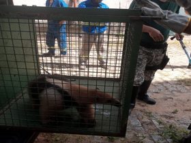 Em seis meses, quase 200 animais silvestres já foram resgatados em Campos