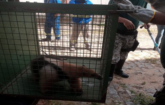 Em seis meses, quase 200 animais silvestres já foram resgatados em Campos