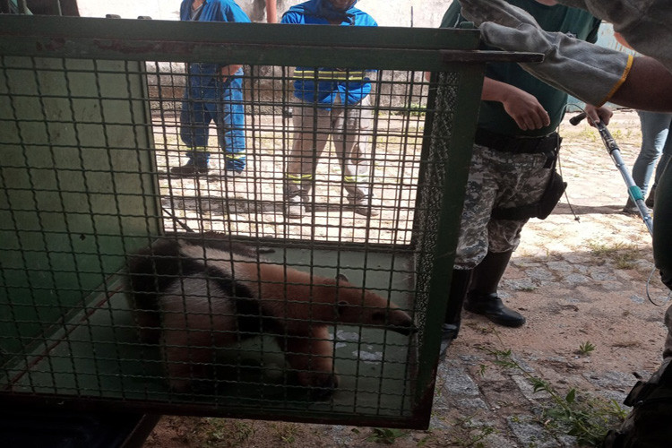 Em seis meses, quase 200 animais silvestres já foram resgatados em Campos