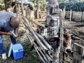 Vacinação de febre aftosa tem quebra de recorde em Itaboraí