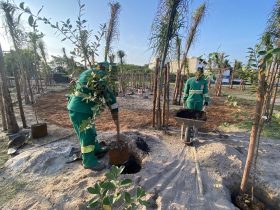 Viva o Meio Ambiente! Camboinhas ganha pomar com espécies nativas