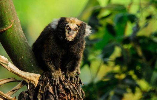 Palestra debate preservação de primata que vive na região de Teresópolis