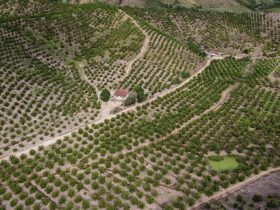 Região de Tanguá ganha selo de indicação geográfica por produção de laranjas