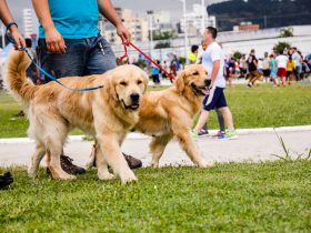 Para levar seu pet! Rio Bonito terá cãominhada no fim deste mês