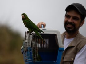 <strong>Enfim, livres: zoológico de Volta Redonda devolve 15 aves silvestres para a natureza</strong>