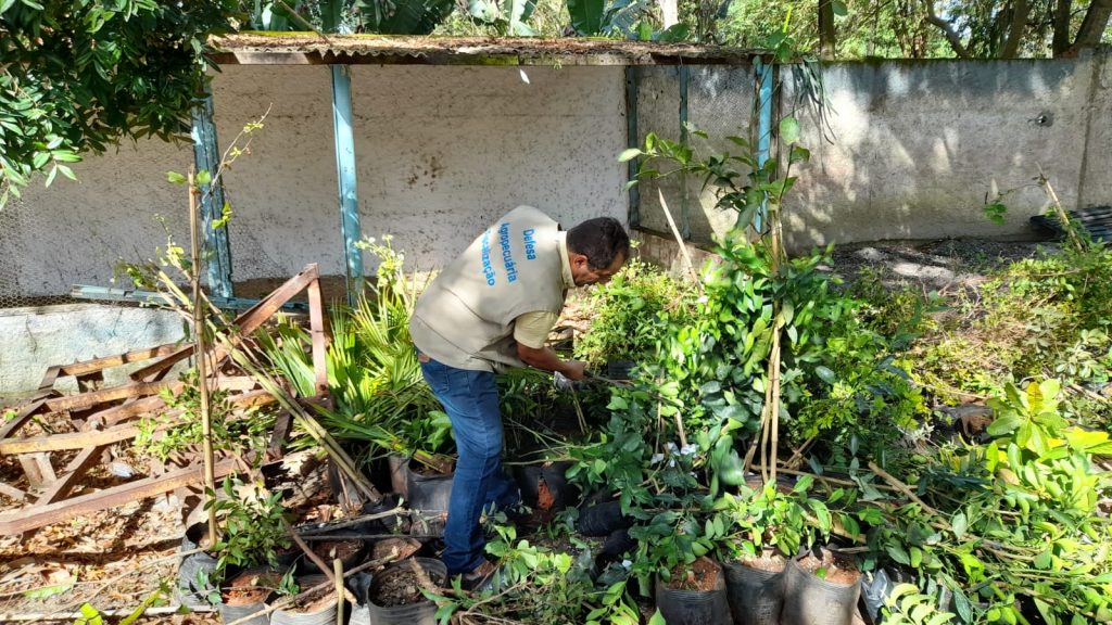 Ação de fiscalização destrói mudas vegetais irregulares em Silva Jardim