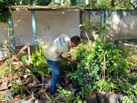 Ação de fiscalização destrói mudas vegetais irregulares em Silva Jardim