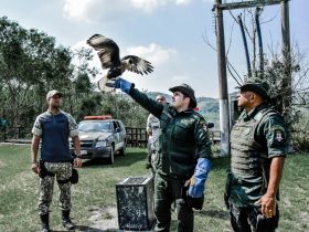 Gavião resgatado em shopping é devolvido para a natureza em Itaboraí; confira as fotos