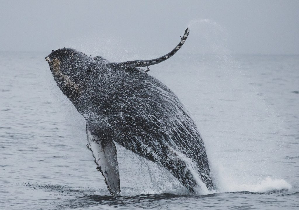 Niterói dá os primeiros passos para o turismo de observação da baleia jubarte