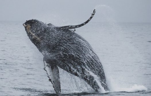 Niterói dá os primeiros passos para o turismo de observação da baleia jubarte