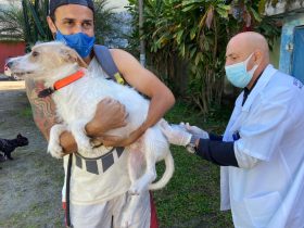 Alô, tutores de animais. Segunda-feira começa vacinação antirrábica em Duque de Caxias