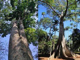 Jardim Botânico da capital estreia trilha de árvores gigantes com visitas gratuitas