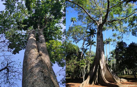 Jardim Botânico da capital estreia trilha de árvores gigantes com visitas gratuitas