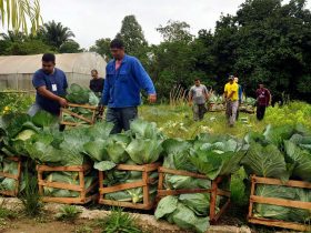 Prefeitura de Magé oferece merenda escolar sem agrotóxicos e de produção sustentável