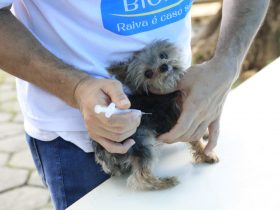 Sábado tem vacinação antirrábica animal em 14 pontos de imunização em Petrópolis