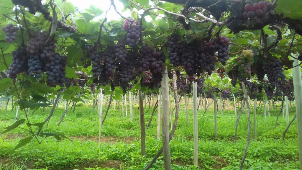 Produção de uva fluminense recebe atestado de sanidade do governo federal