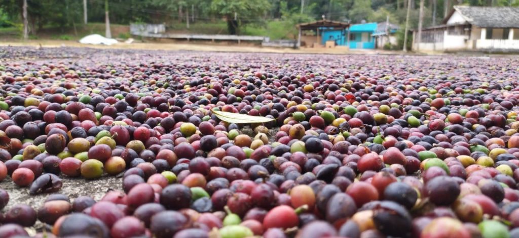 Faturamento com produção cafeeira no estado do Rio cresce 127%