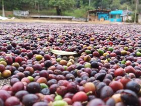 Faturamento com produção cafeeira no estado do Rio cresce 127%