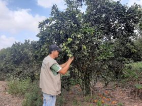 Secretaria de Estado de Agricultura intensifica ações de fiscalizações de cultura de citros