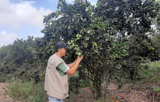 Secretaria de Estado de Agricultura intensifica ações de fiscalizações de cultura de citros