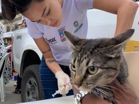 Essa semana tem vacinação antirrábica em Duque de Caxias. Confira os locais de imunização