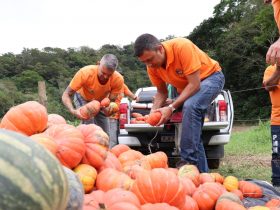 Maricá distribui abóboras orgânicas colhidas em Fazenda Municipal nesta quinta-feira