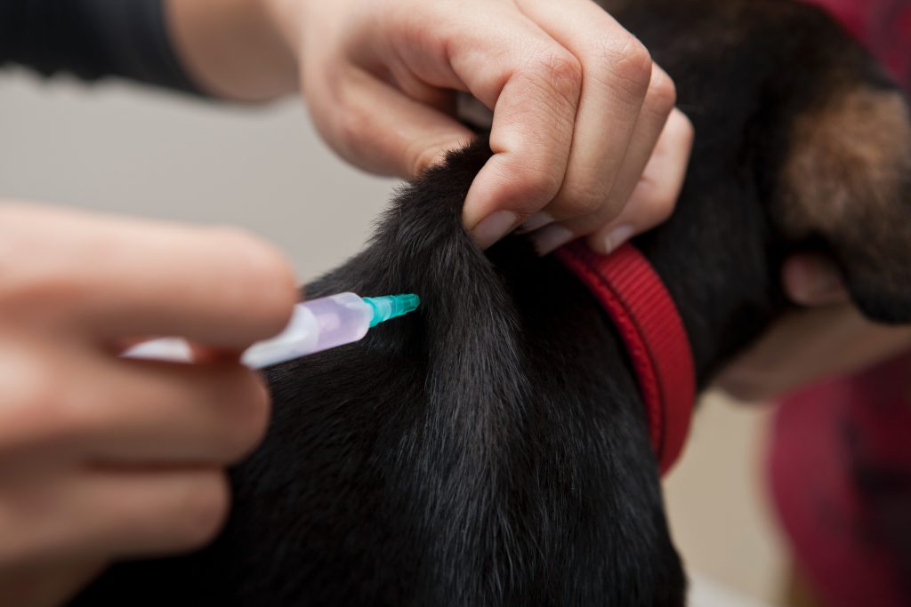 Angra dos Reis dá prosseguimento à aplicação de vacina antirrábica em cães e gatos nesta semana