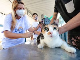 Prefeitura do Rio aplicará vacina antirrábica em 13 bairros da Zona Oeste neste sábado