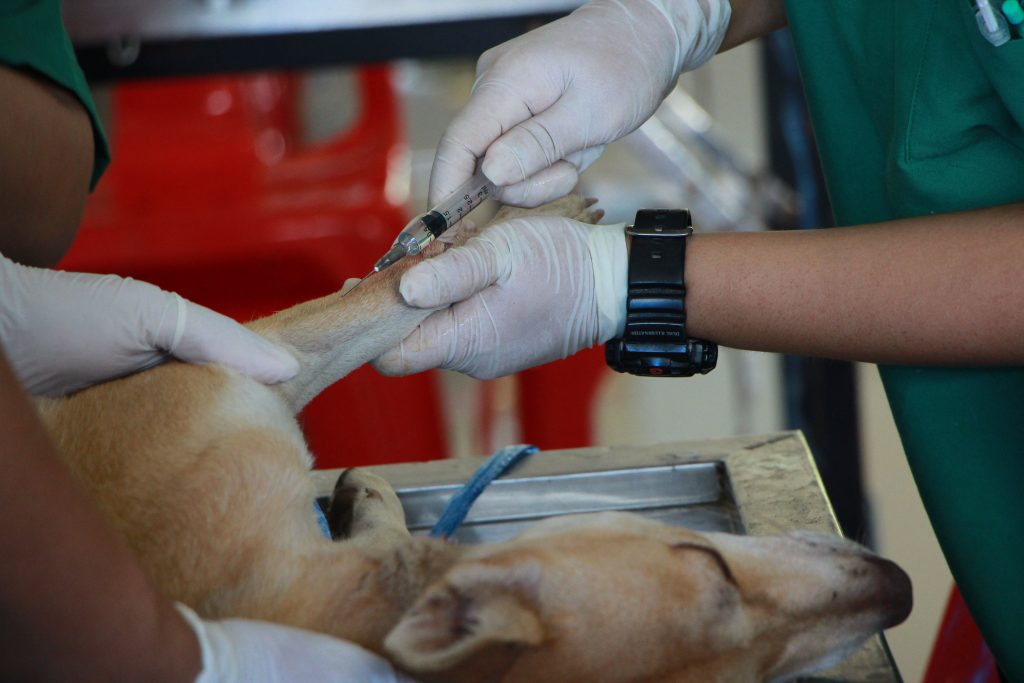 IVISA-Rio abre inscrições para programa de residência veterinária na quarta-feira