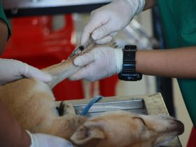 IVISA-Rio abre inscrições para programa de residência veterinária na quarta-feira