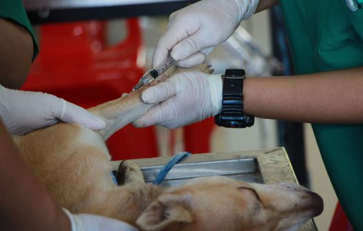 IVISA-Rio abre inscrições para programa de residência veterinária na quarta-feira