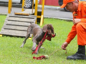 Corpo de Bombeiros forma condutores de cães de busca e resgate para atuação em desastres