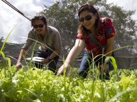 <strong>Prefeitura de Maricá promove curso de controle biológico para agricultores rurais</strong>