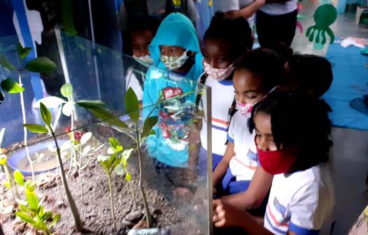 Alunos da rede municipal de ensino de Magé aprendem sobre vida nos manguezais