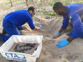 Tartarugas nascem na Praia da Enseada, em Rio das Ostras, após terem ninhos realocados