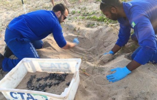 Tartarugas nascem na Praia da Enseada, em Rio das Ostras, após terem ninhos realocados