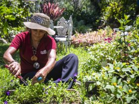 Produtores cadastrados no Programa Florescer terão cerca de R$ 2 milhões em crédito do estado