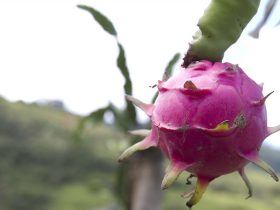 Produtores rurais de Maricá terão curso de  cultivo de cana-de-açúcar e pitaya neste sábado