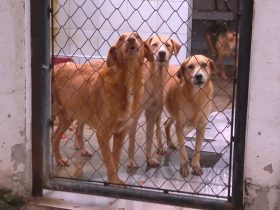 Suipa recebe homenagem na Alerj por seus 80 anos de proteção a causa animal