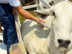 Febre Aftosa: Com meta de 2,6 milhões de animais imunizados, Estado inicia campanha