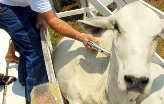 Febre Aftosa: Com meta de 2,6 milhões de animais imunizados, Estado inicia campanha
