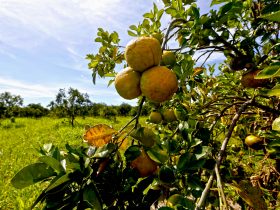 Rio colhe a laranja mais doce do país