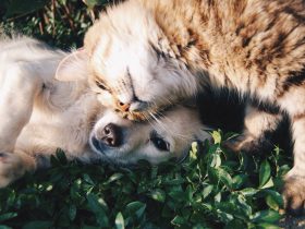 Castração de animais começa dia 24 em Petrópolis