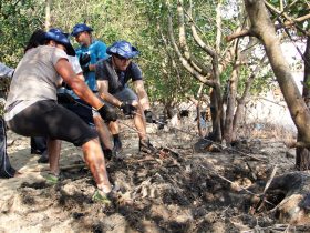 Mangue da Praia das Pedrinhas terá mutirão de limpeza