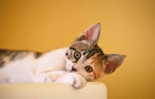 Dia 12 tem adoção de gatinhos em Friburgo