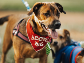 Dia de adoção de cães em Teresópolis